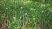 Irises1