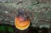 Mushrooms2