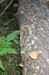 Mushrooms3