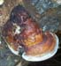 Mushrooms4