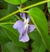 Purple Flower