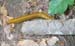Slug