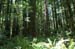 Trees1