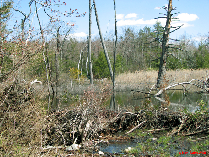Buttermilk Falls - 4-9-09 -015-1