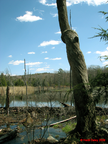 Buttermilk Falls - 4-9-09 -016-1