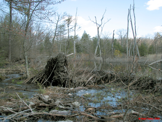 Buttermilk Falls - 4-9-09 -018-1