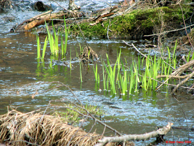 Buttermilk Falls - 4-9-09 -020-1