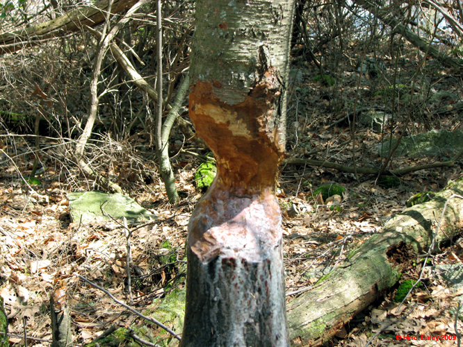 Buttermilk Falls - 4-9-09 -031-1