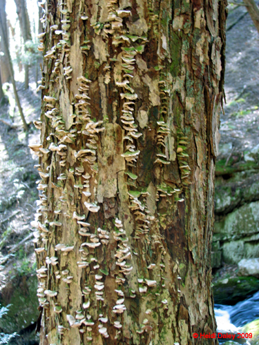 Buttermilk Falls - 4-9-09 -047-1