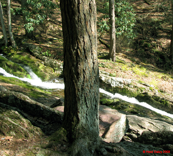 Buttermilk Falls - 4-9-09 -050-1