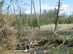 Buttermilk Falls - 4-9-09 -015-1