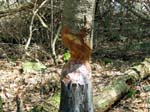 Buttermilk Falls - 4-9-09 -031-1