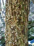 Buttermilk Falls - 4-9-09 -047-1