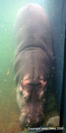 Dancing Hippo