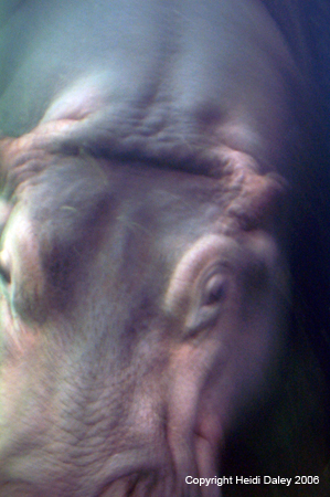 Happy Hippo