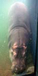 Dancing Hippo