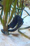 Seahorse