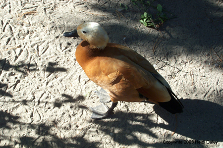 Duck