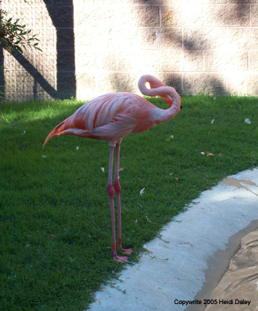 Flamingo1