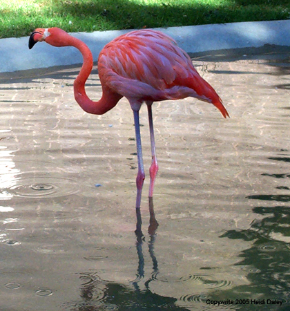Flamingo2