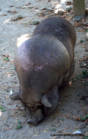Pig