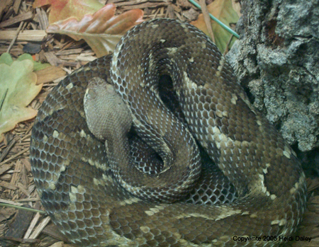 RattleSnake