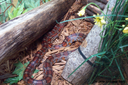 Snake