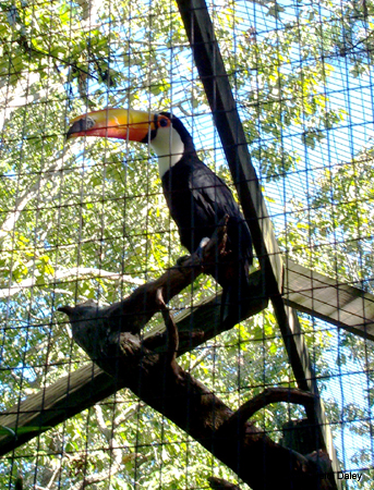 Tucan