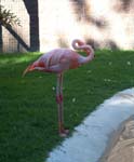 Flamingo1