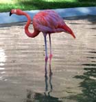 Flamingo2