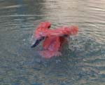 FlamingoWashing
