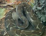 RattleSnake