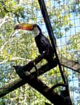 Tucan
