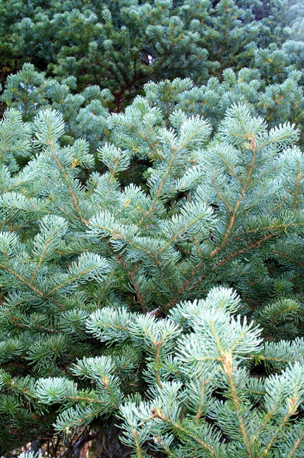 Pines