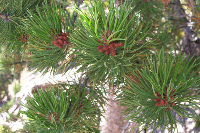 Pines