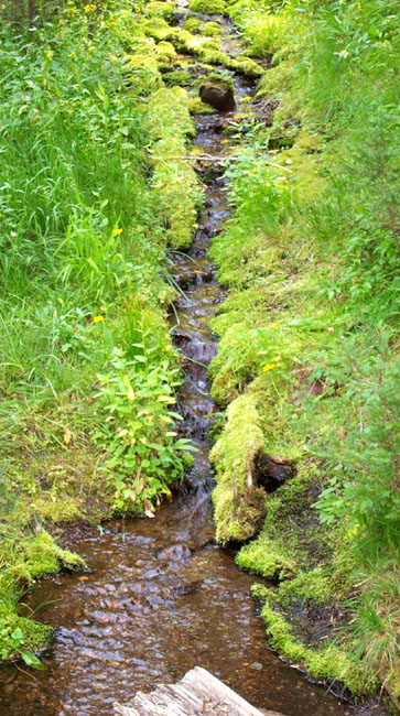 Stream