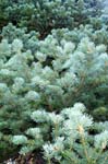 Pines
