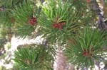 Pines