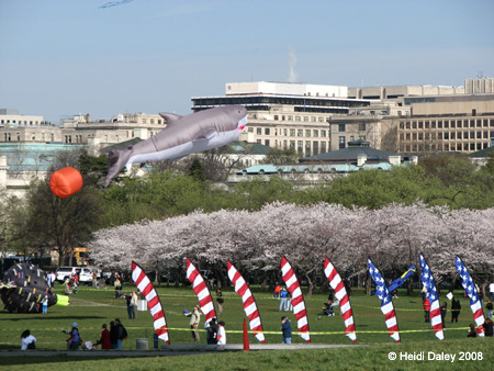 DC Cherry Blossoms 2008 -024