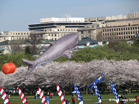 DC Cherry Blossoms 2008 -026