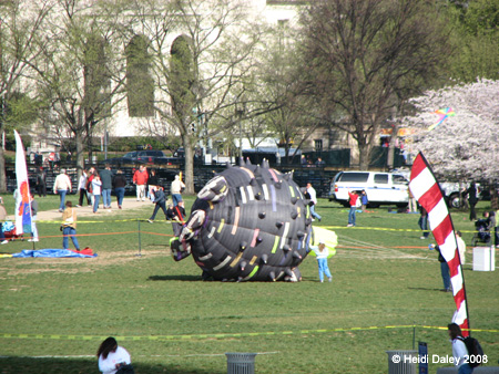 DC Cherry Blossoms 2008 -027