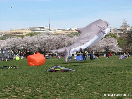 DC Cherry Blossoms 2008 -111