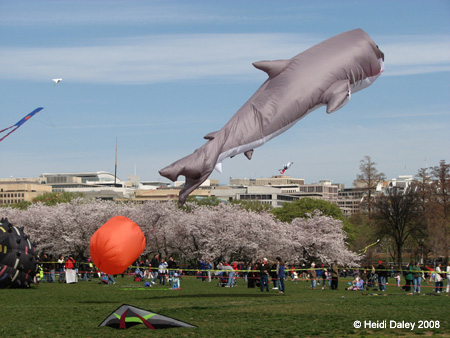 DC Cherry Blossoms 2008 -112