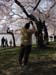 DC Cherry Blossoms 2008 -056