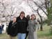 DC Cherry Blossoms 2008 -136