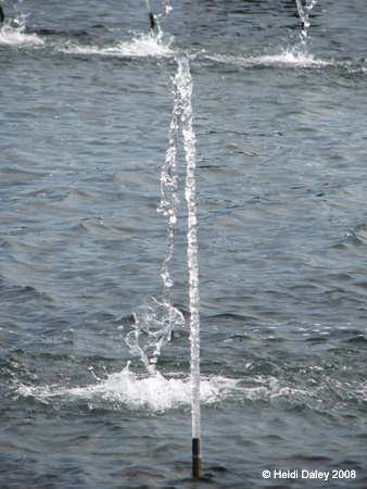 DC Cherry Blossoms 2008 -094