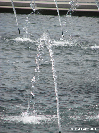 DC Cherry Blossoms 2008 -098