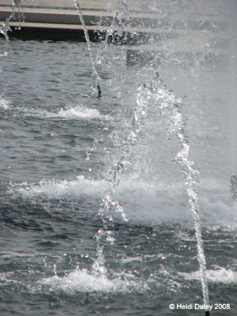 DC Cherry Blossoms 2008 -099