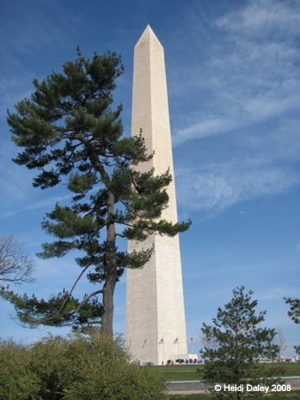 DC Cherry Blossoms 2008 -003