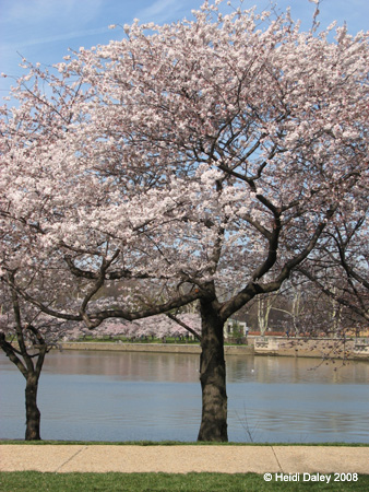 DC Cherry Blossoms 2008 -032